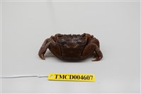 藏品(雙齒近相手蟹)的圖片